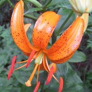 Tsing - floret